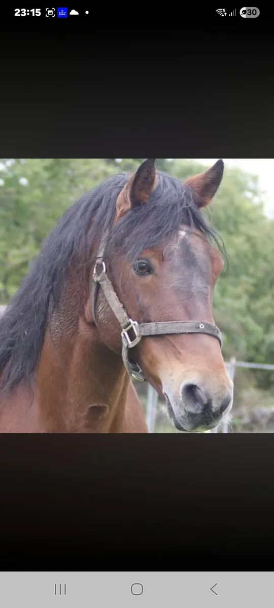Pony - Image 1