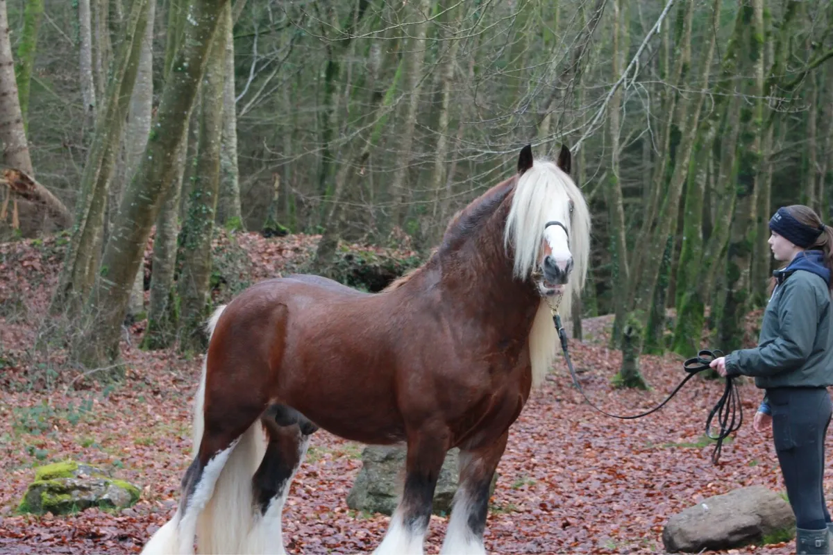 4 stallions at stud - Image 1