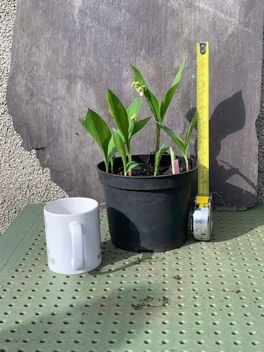 Medium Garden Fern - Image 1