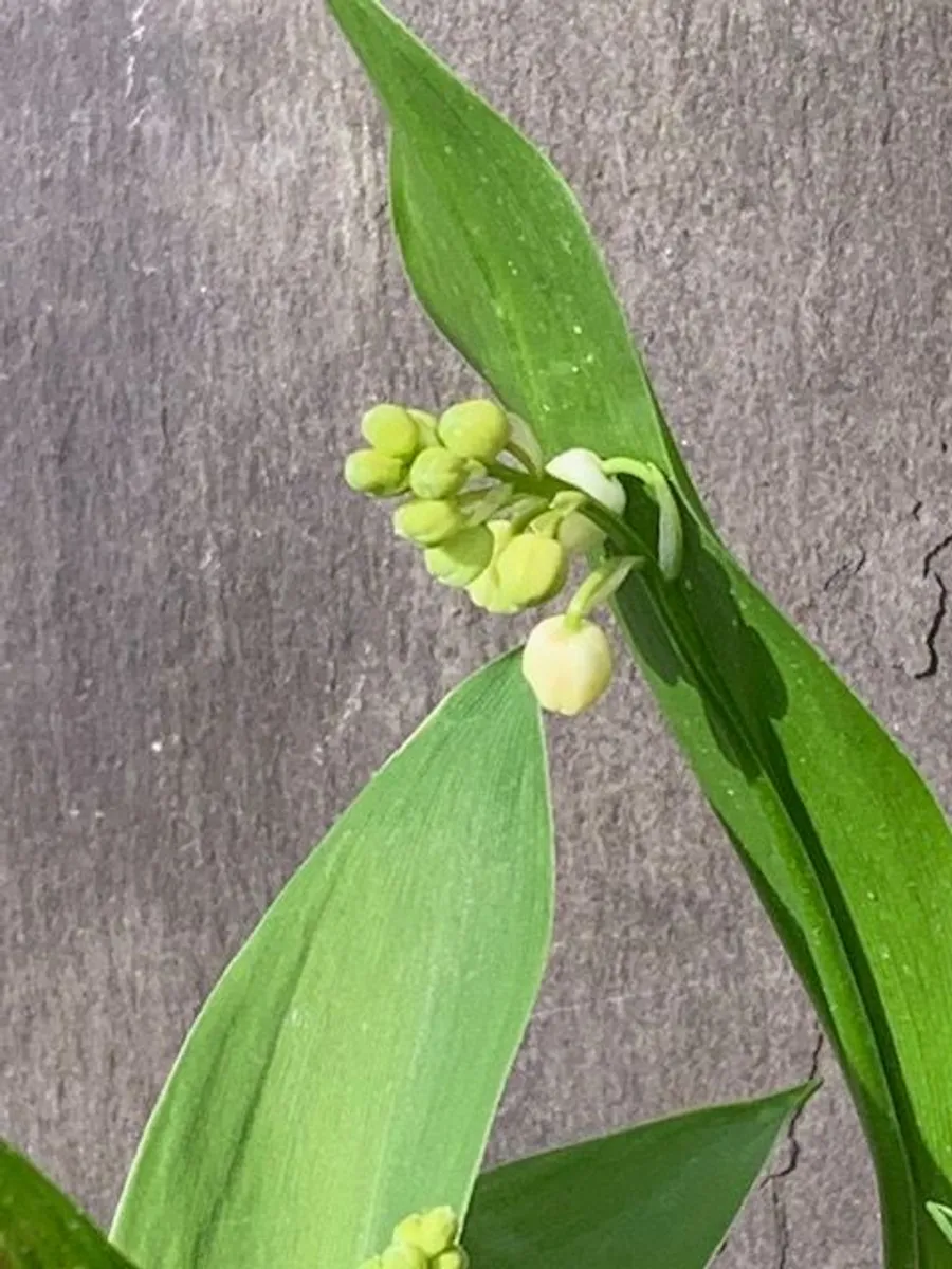 Medium Garden Fern - Image 2