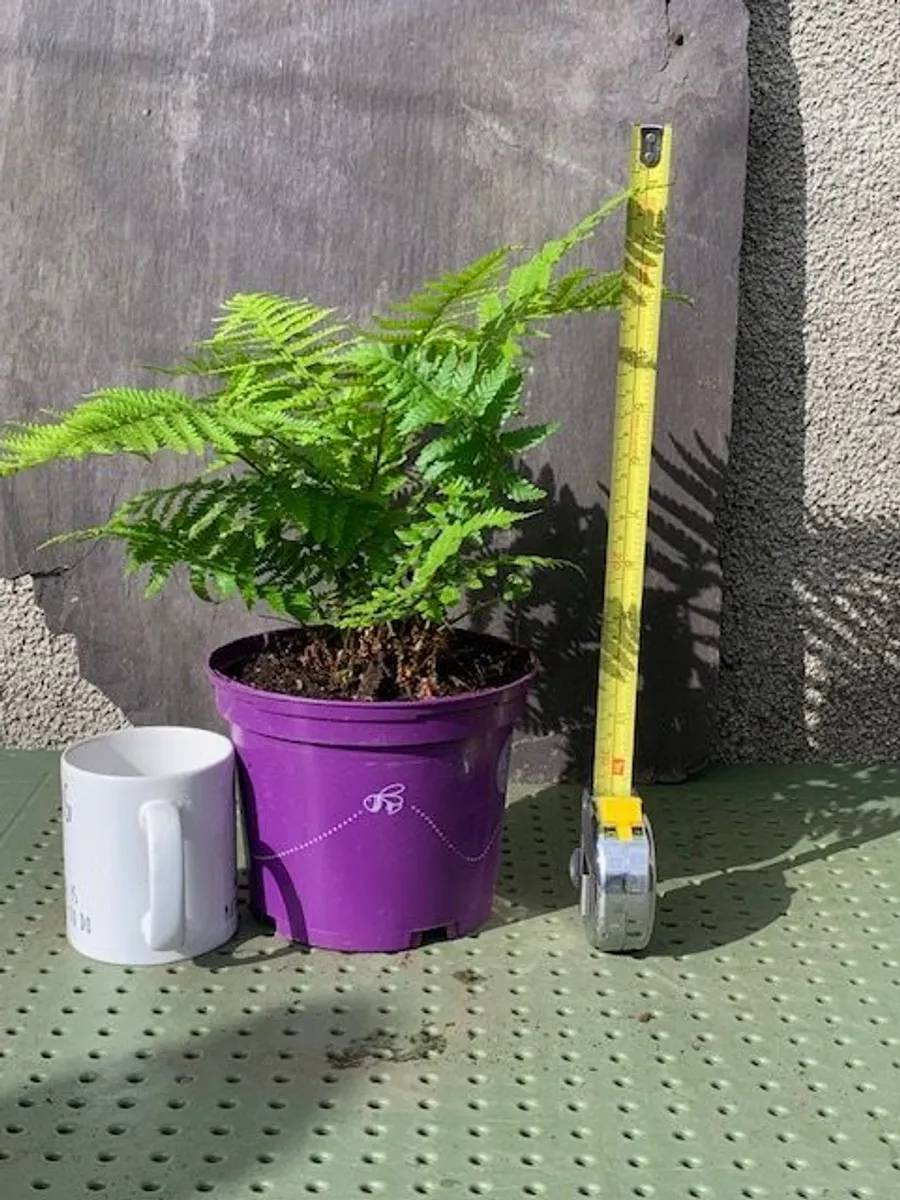 Medium Garden Fern - Image 4