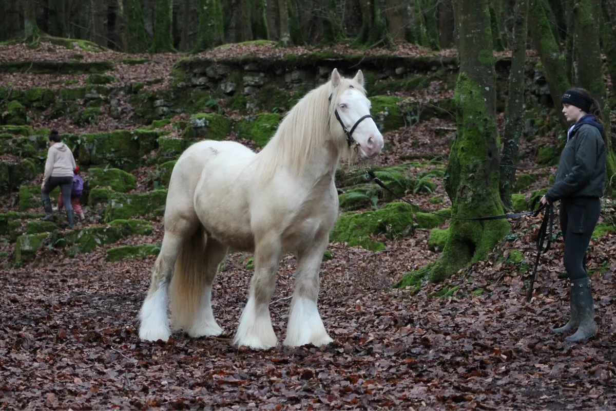 4 stallions at stud - Image 3