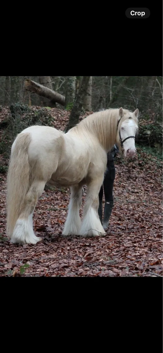 4 stallions at stud - Image 4