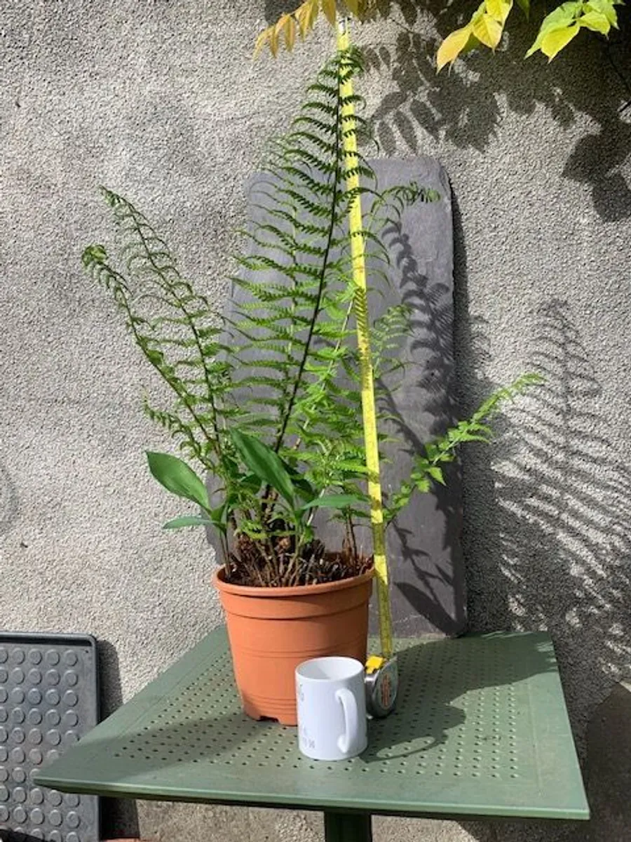 Fern Hardy Outdoor - Image 2