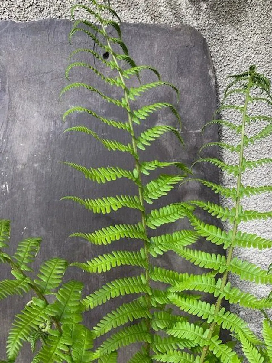Fern Hardy Outdoor - Image 3