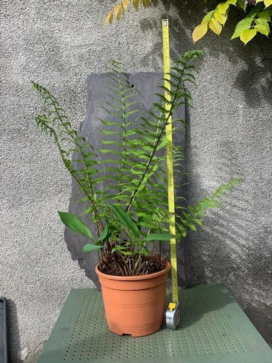 Fern Hardy Outdoor - Image 4