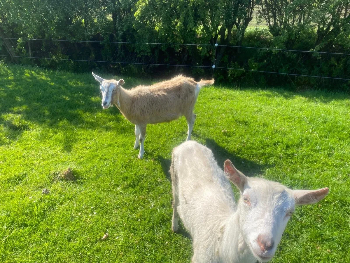 BROWN & WHITE GOATS FOR SALE &WHITE GOATS FOR SALE - Image 3