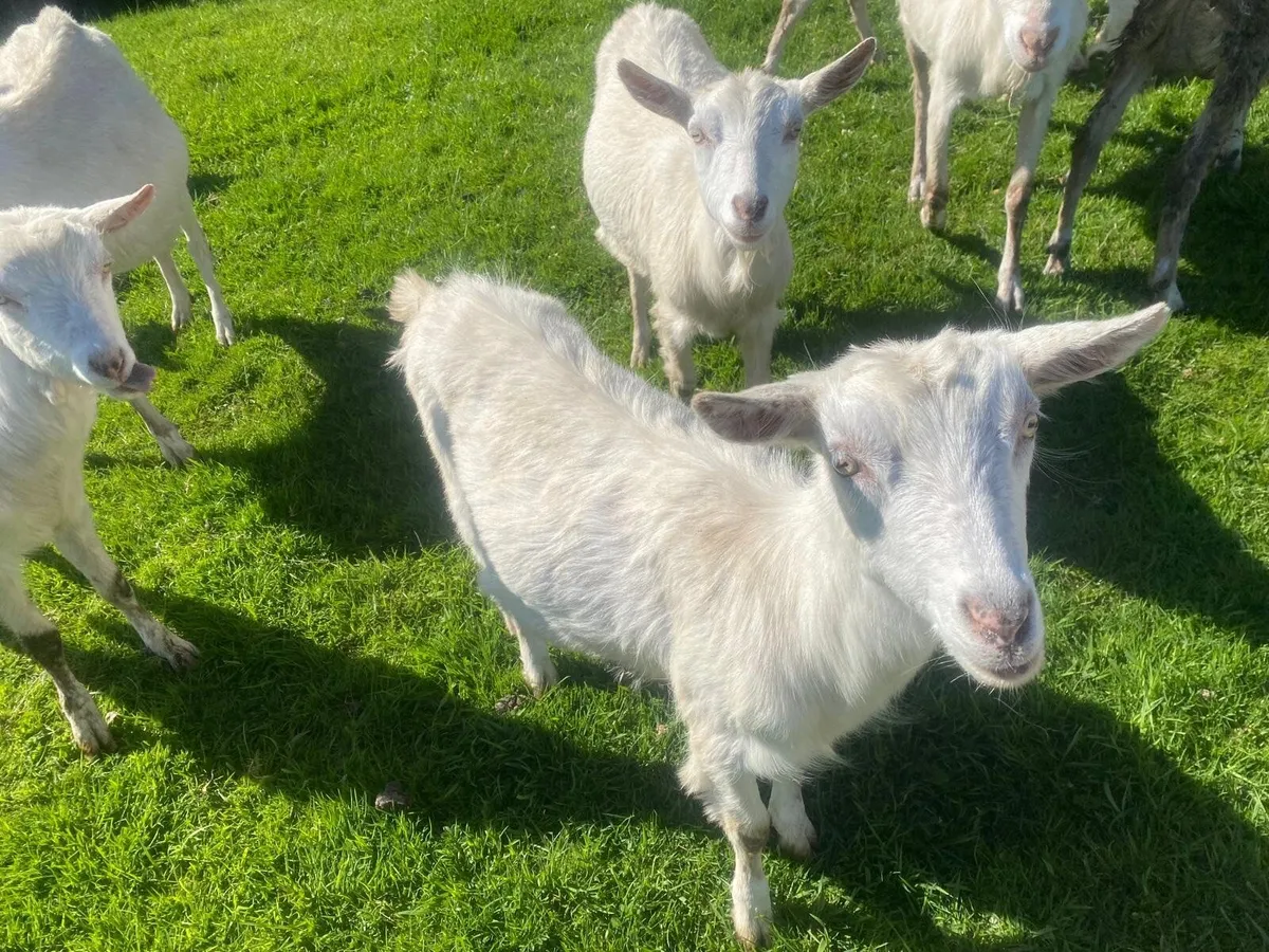 BROWN & WHITE GOATS FOR SALE &WHITE GOATS FOR SALE - Image 4