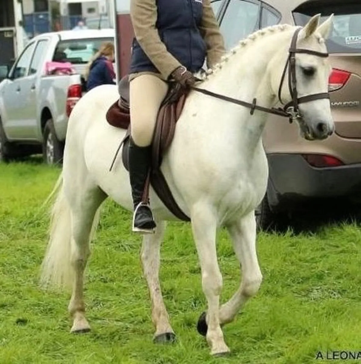 13.2 Pony - Image 3