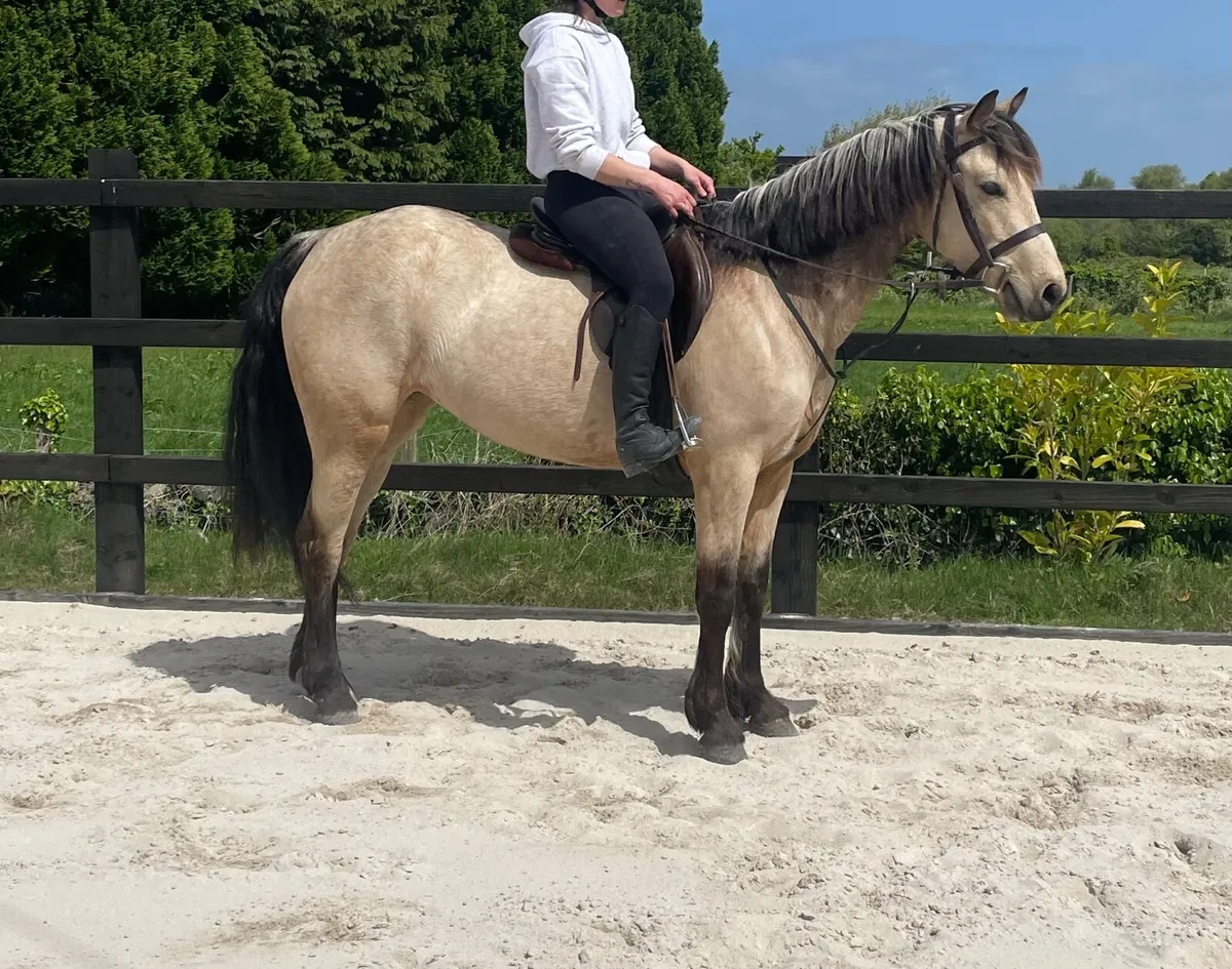 13.2 Pony - Image 4