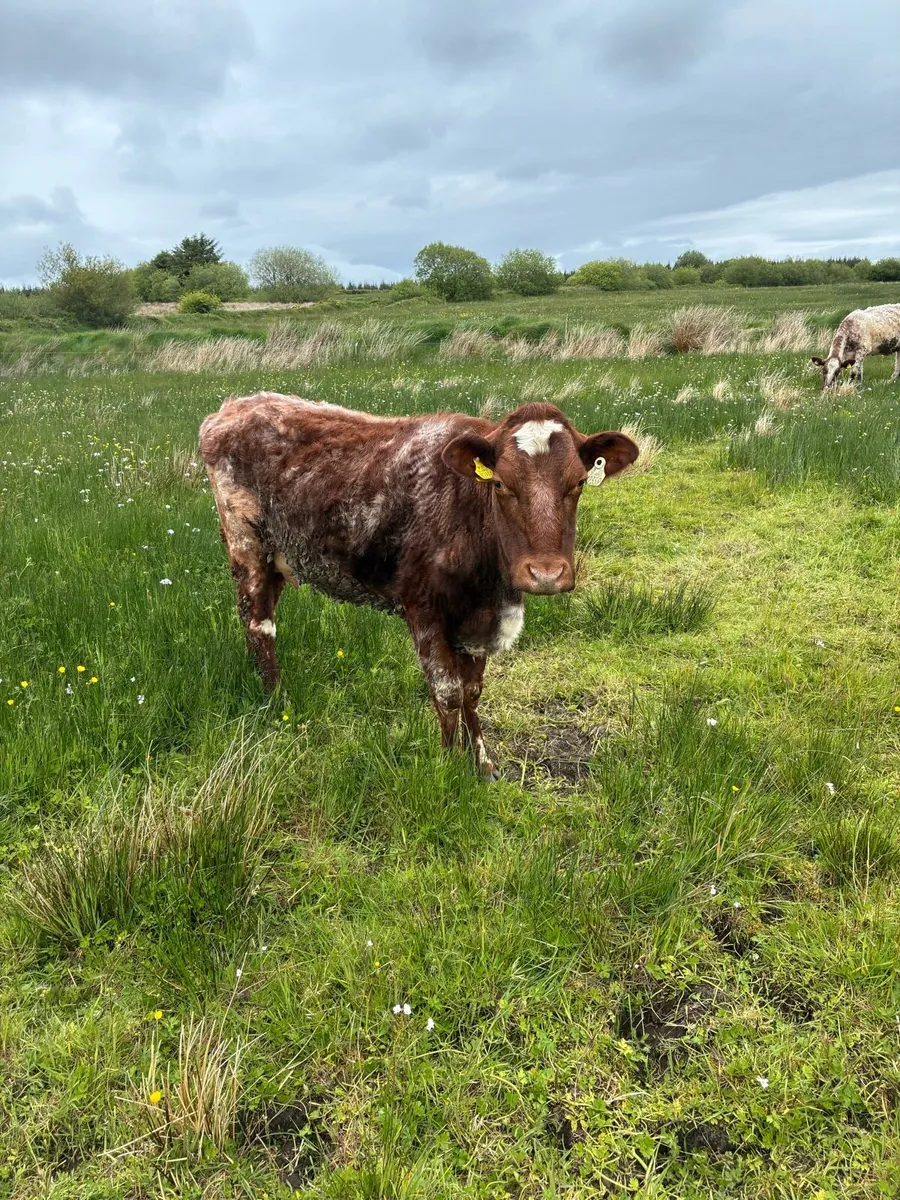 Suckler cows - Image 1