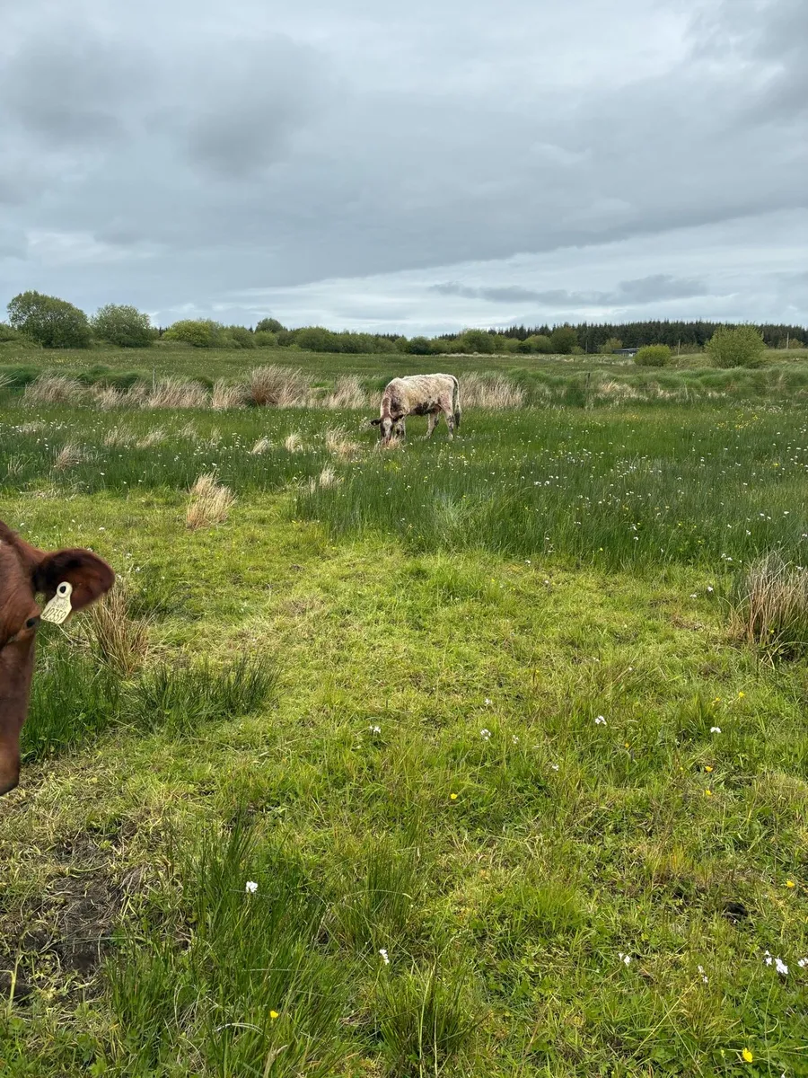 Suckler cows - Image 2