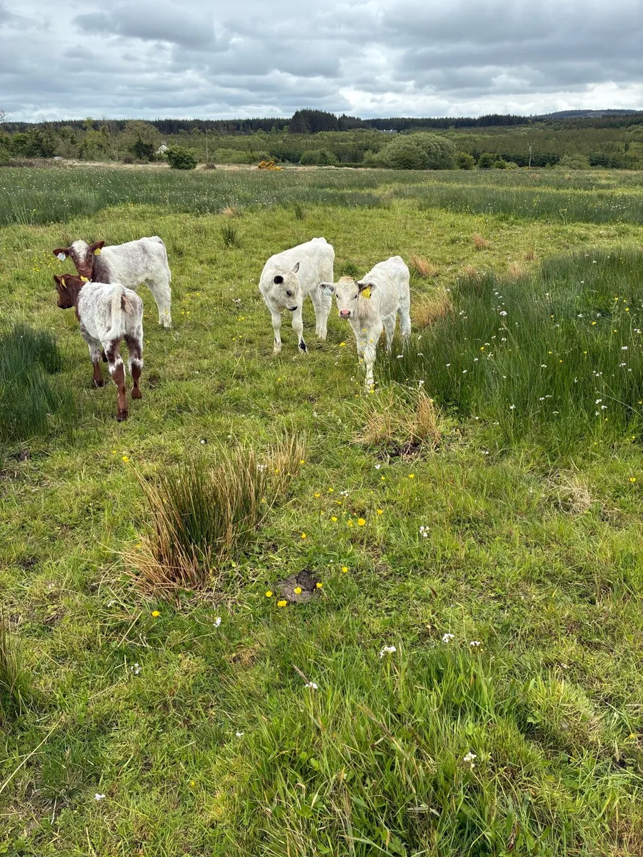 Suckler cows - Image 3