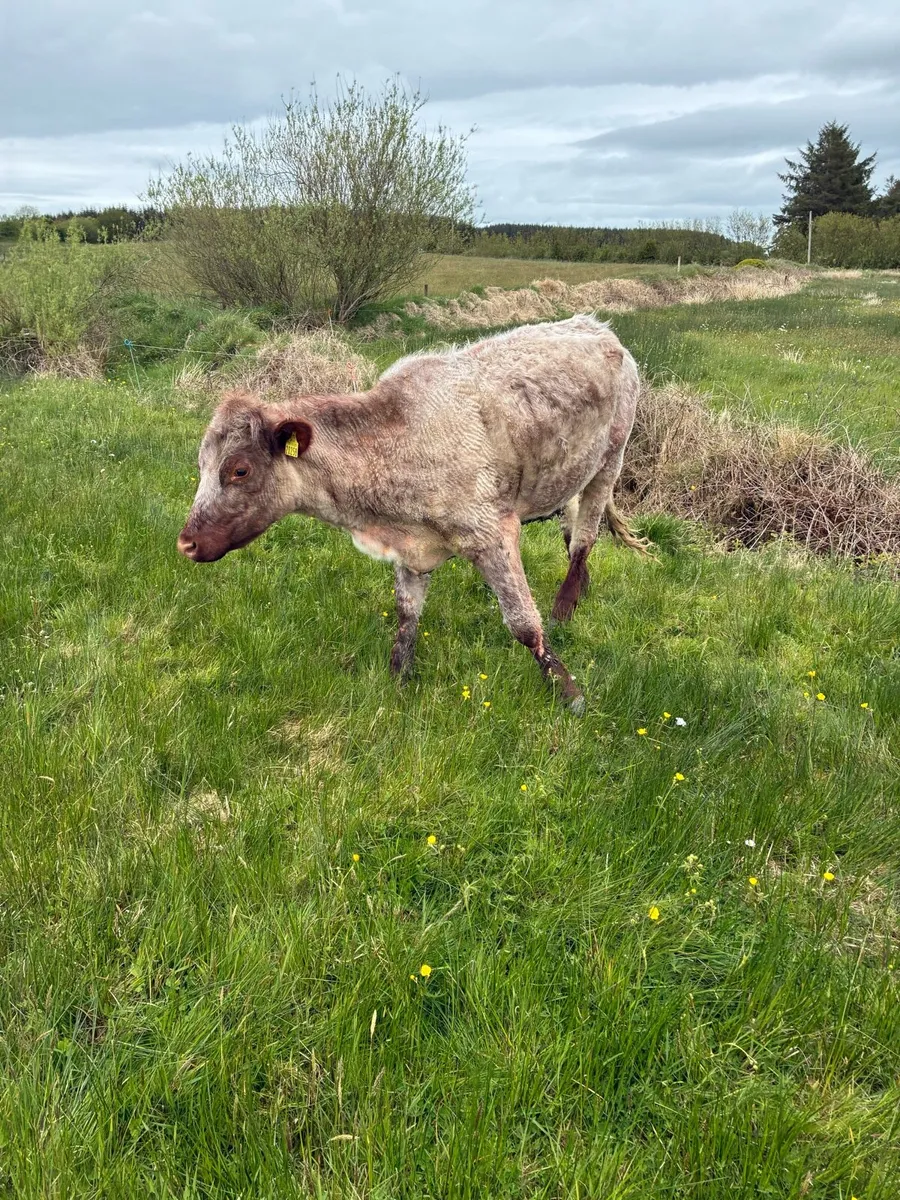 Suckler cows - Image 4