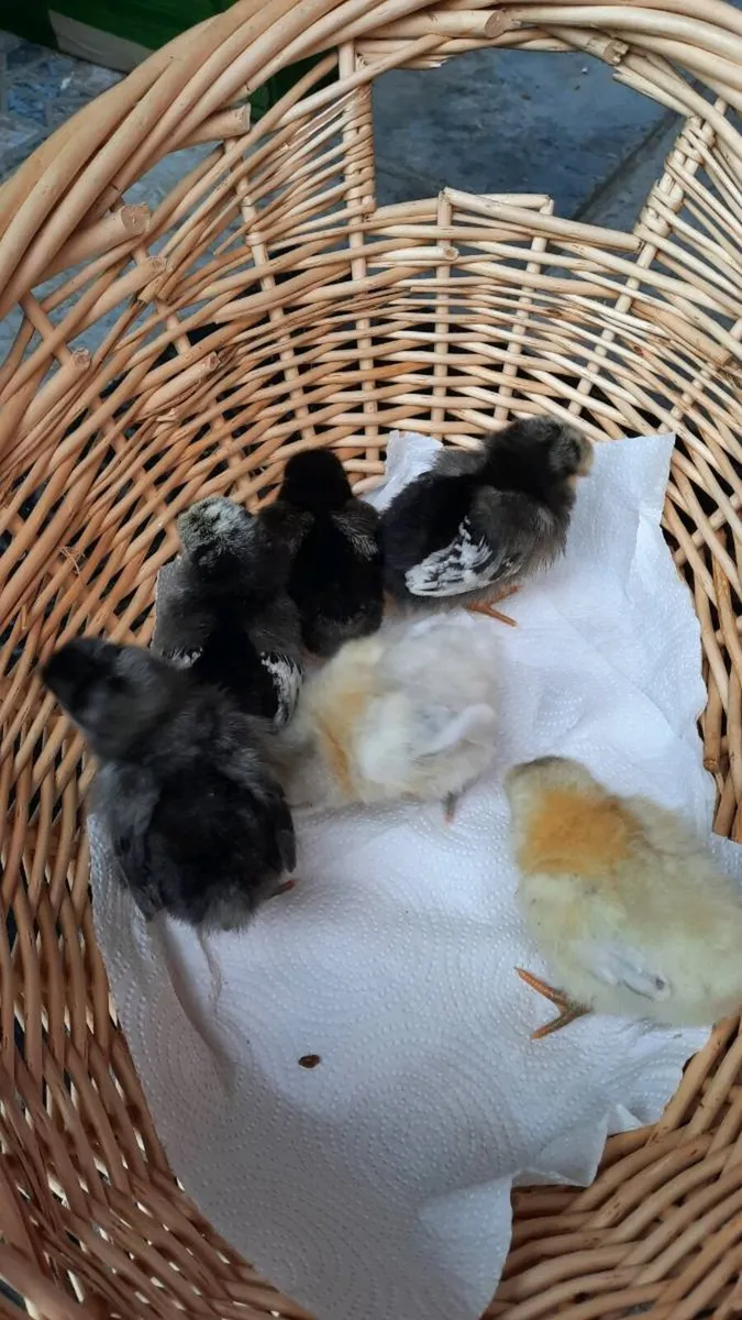 Poultry Hatching eggs and chicks - Image 1