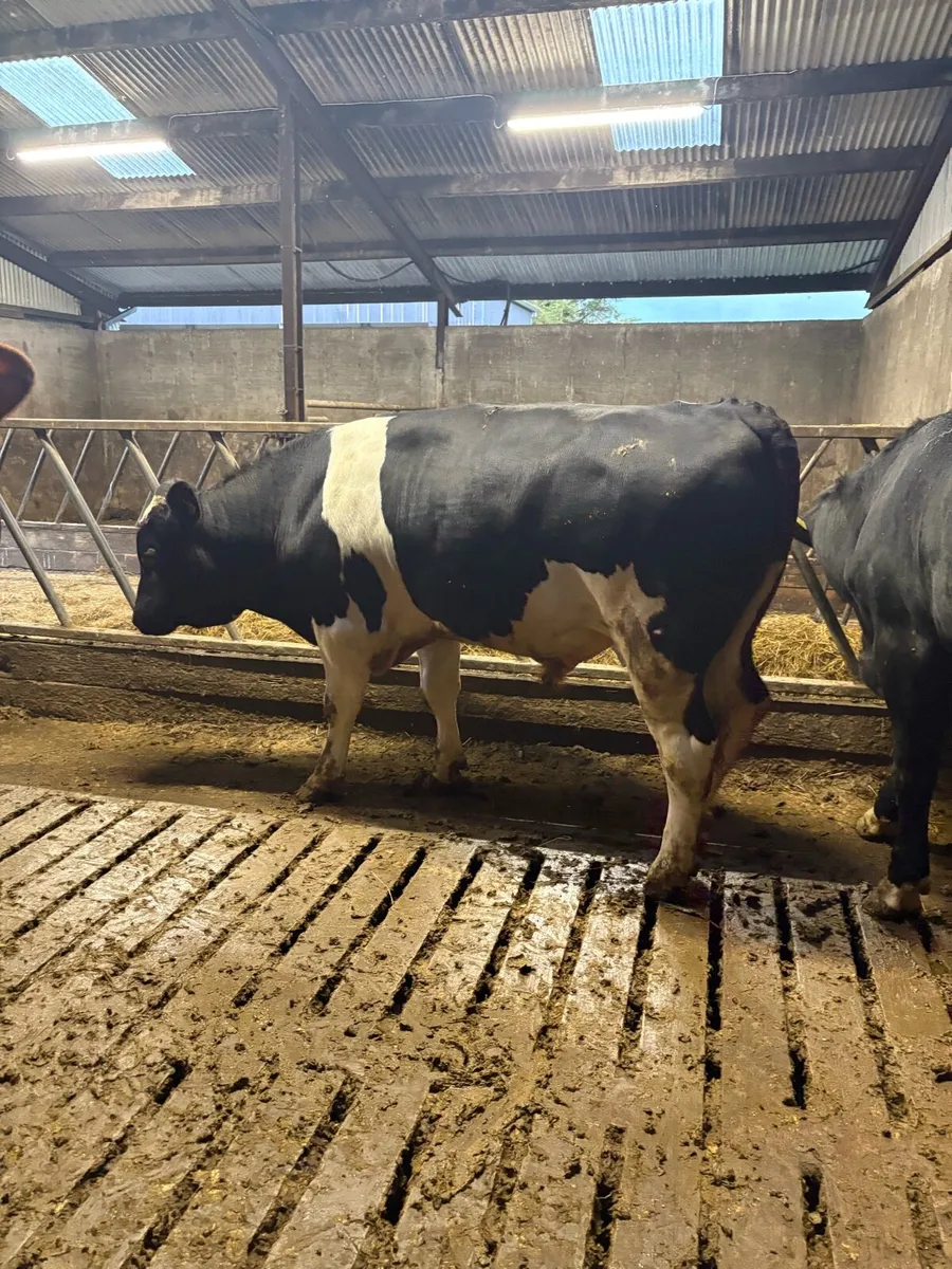 Friesian Bulls - Image 2