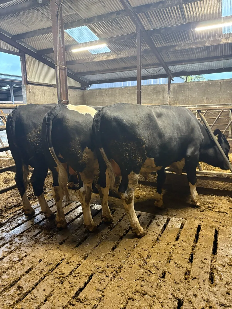 Friesian Bulls - Image 3