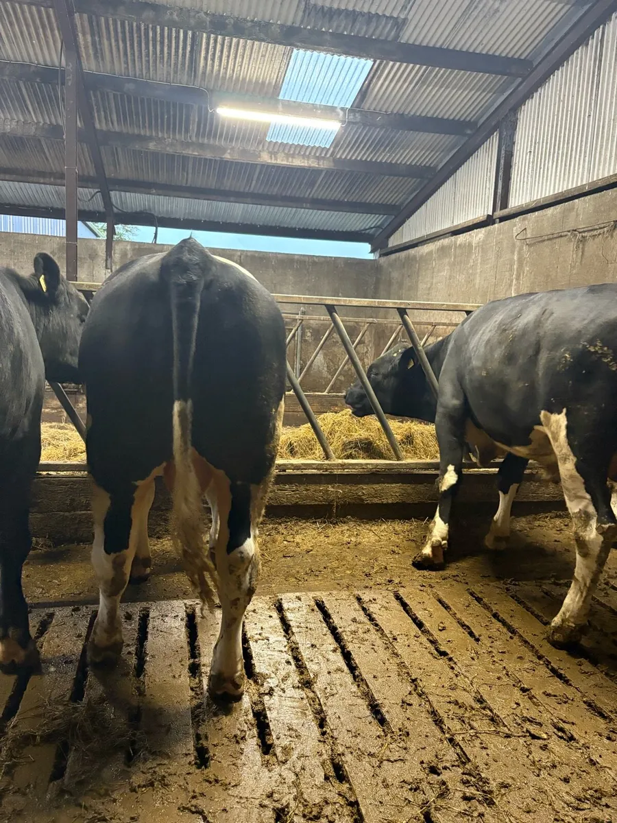 Friesian Bulls - Image 4