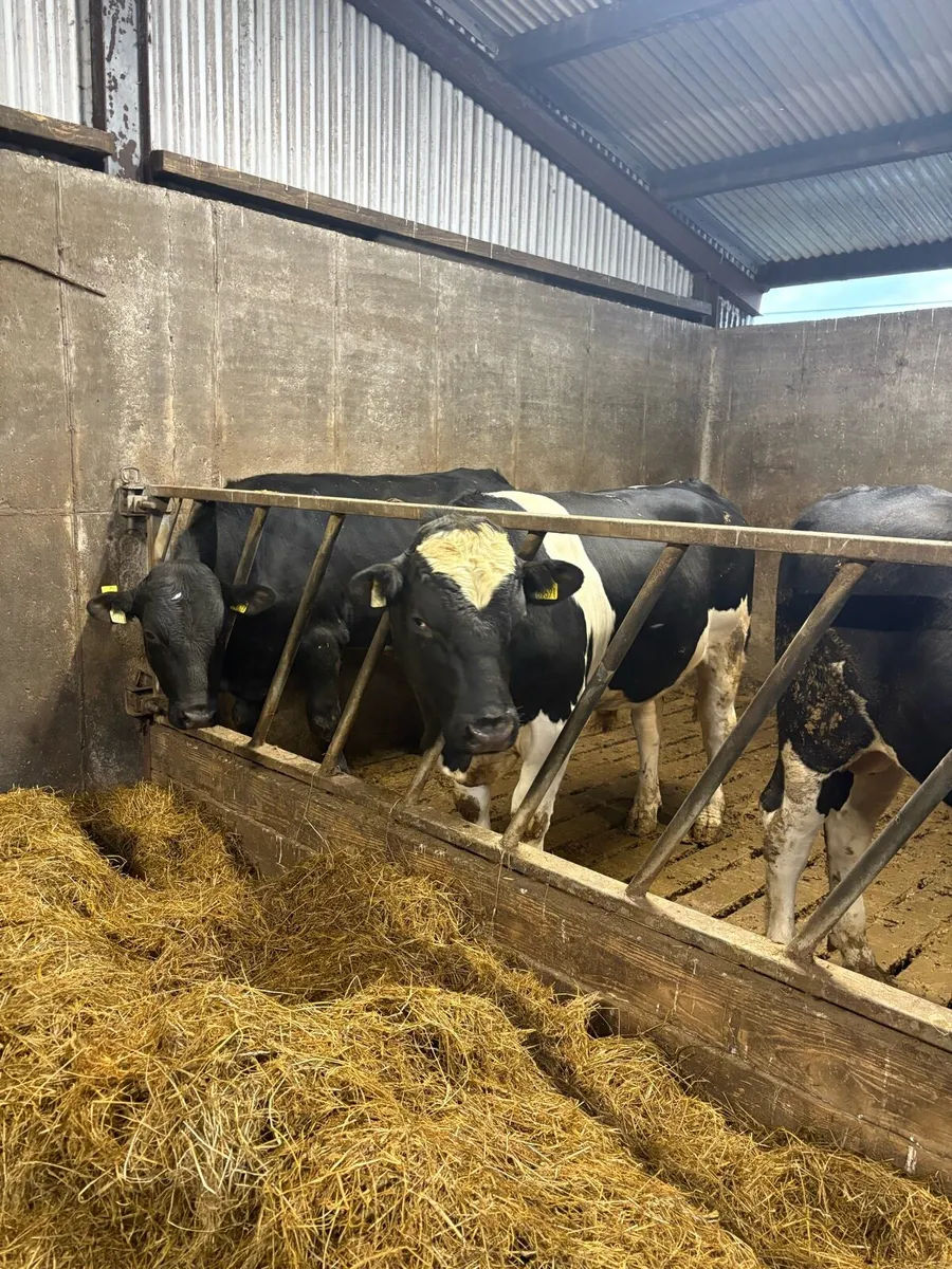 Friesian Bulls - Image 1