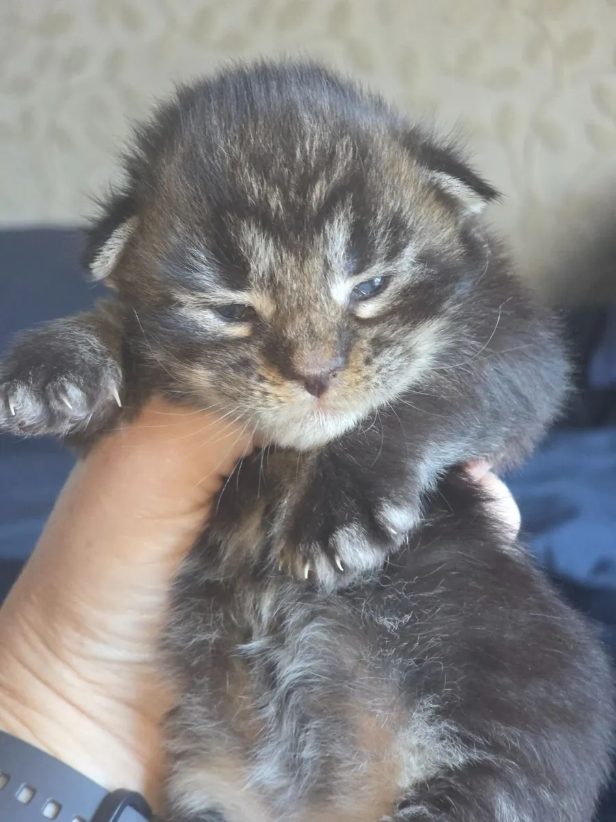 Maine coon - Image 4
