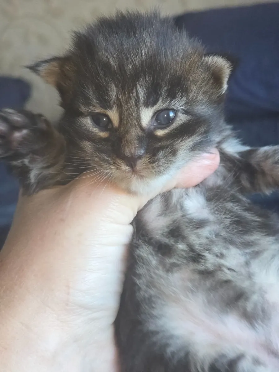 Maine coon - Image 2