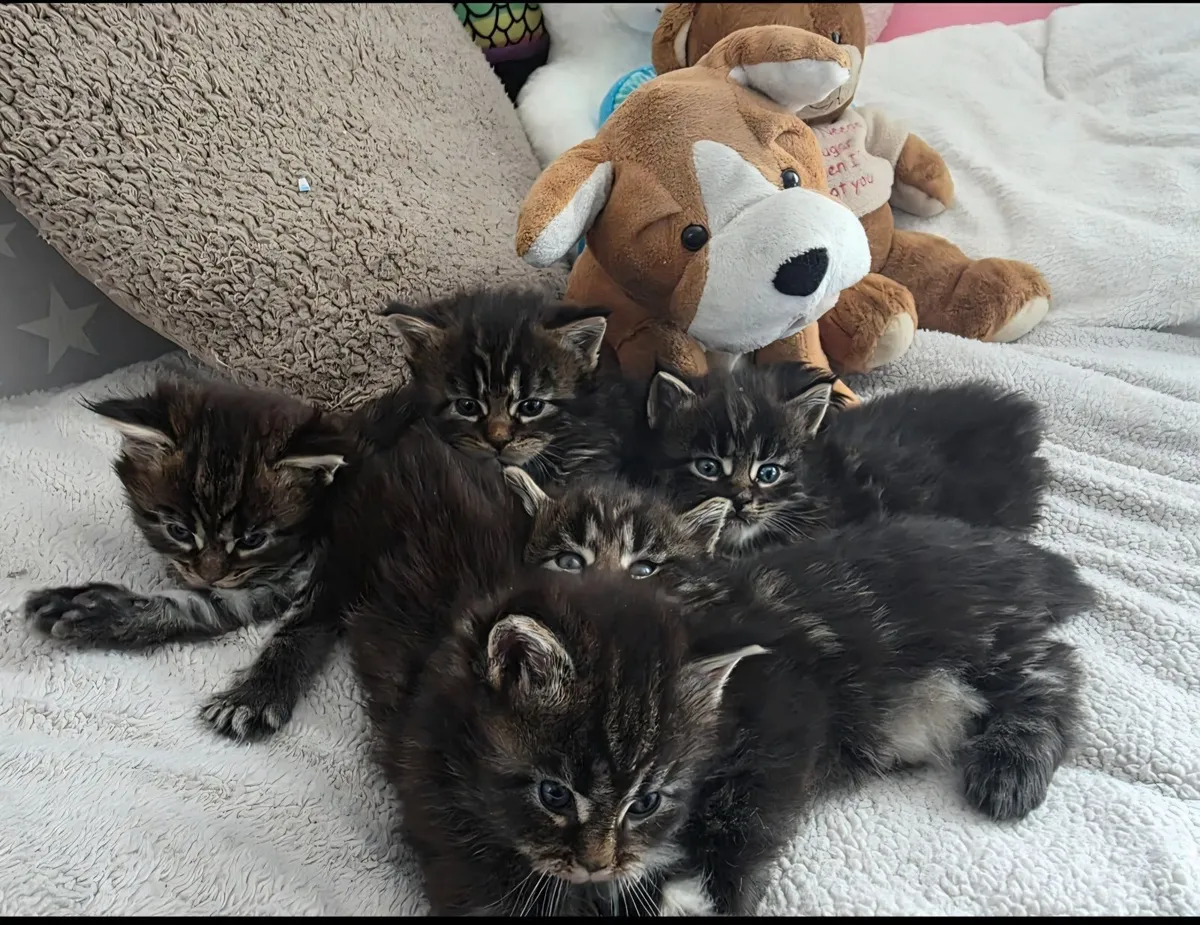 Maine coon - Image 1