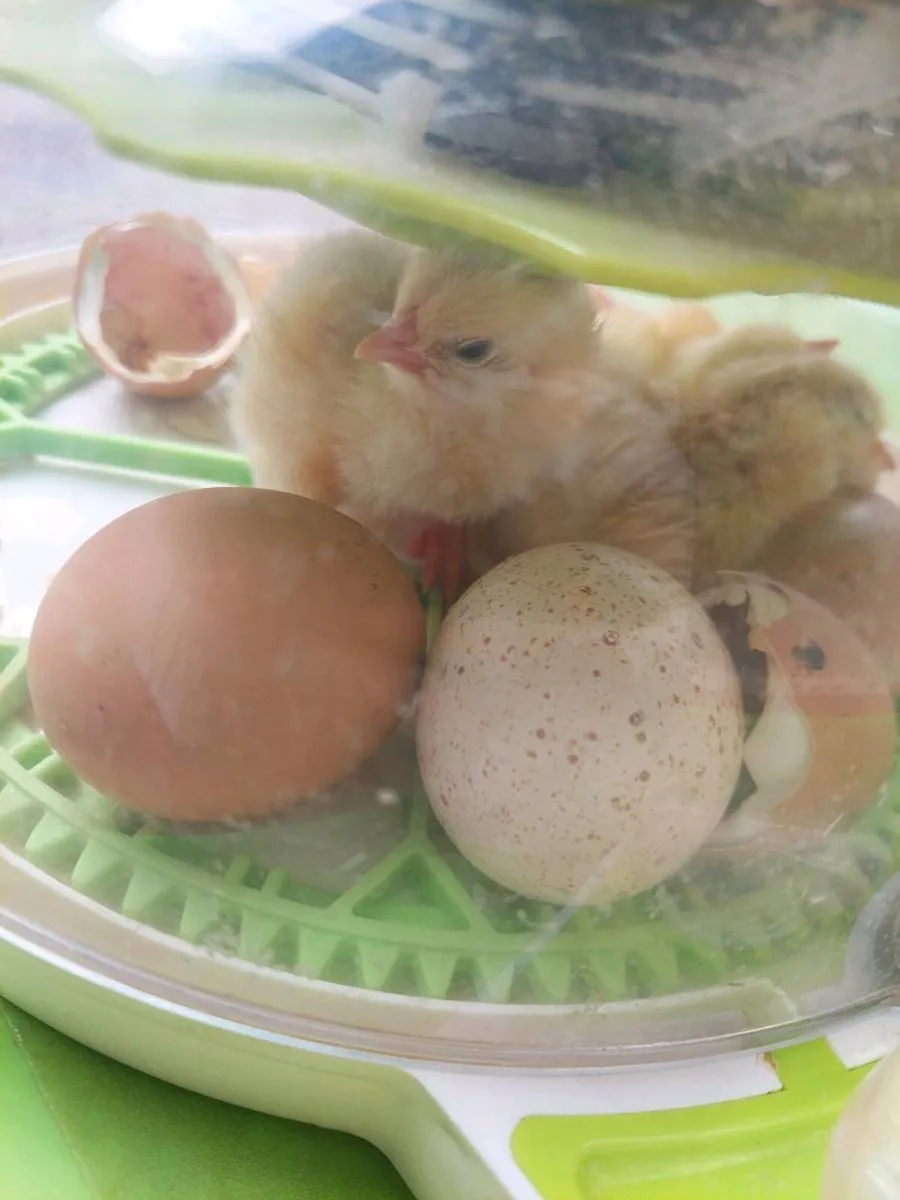 Chicks and Fertile eggs - Image 3