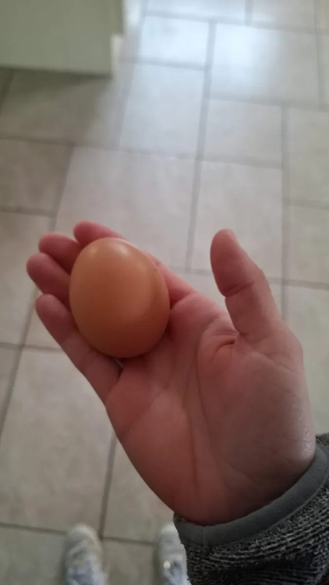 Chicks and Fertile eggs - Image 4