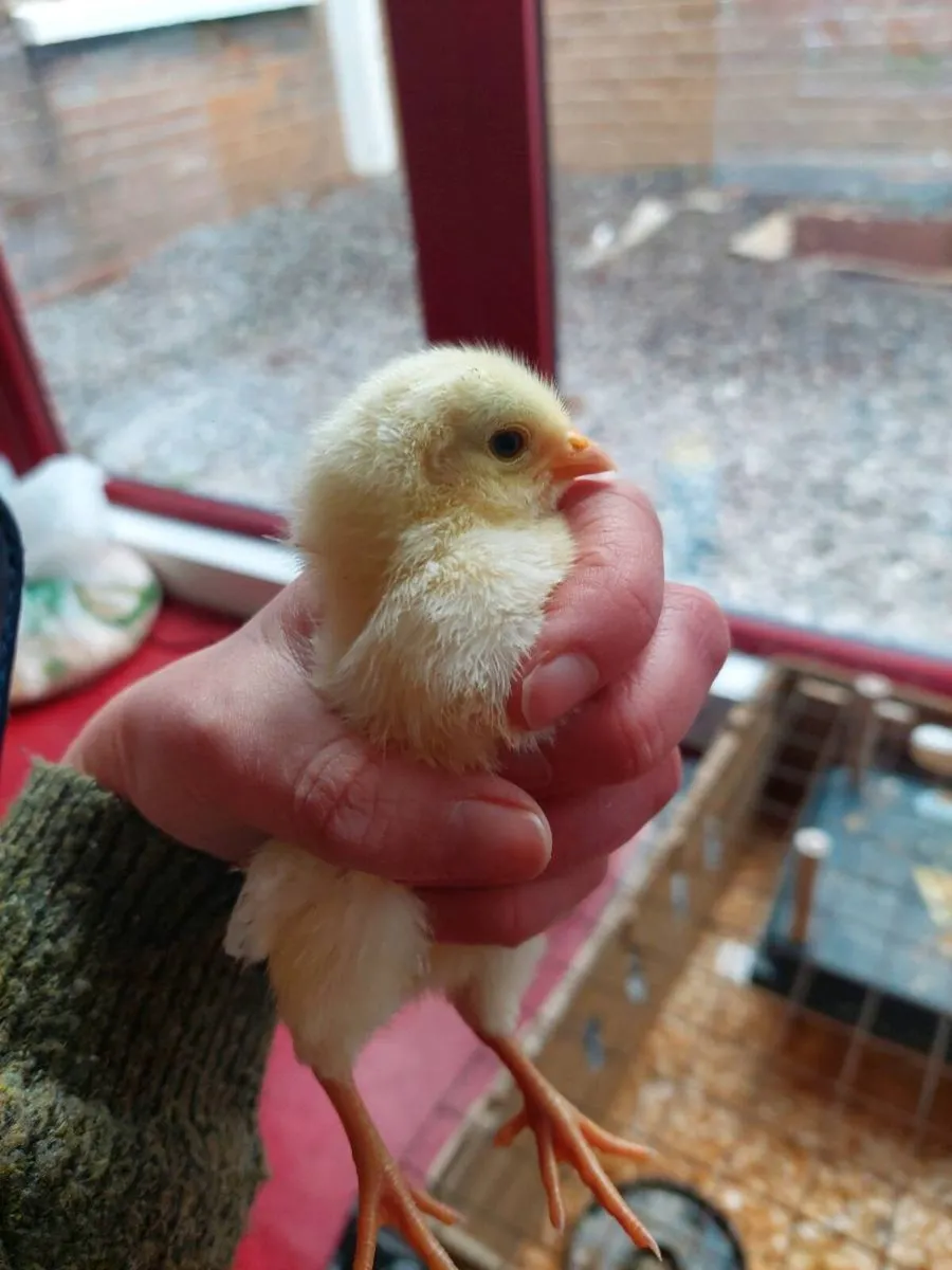 Chicks and Fertile eggs - Image 1