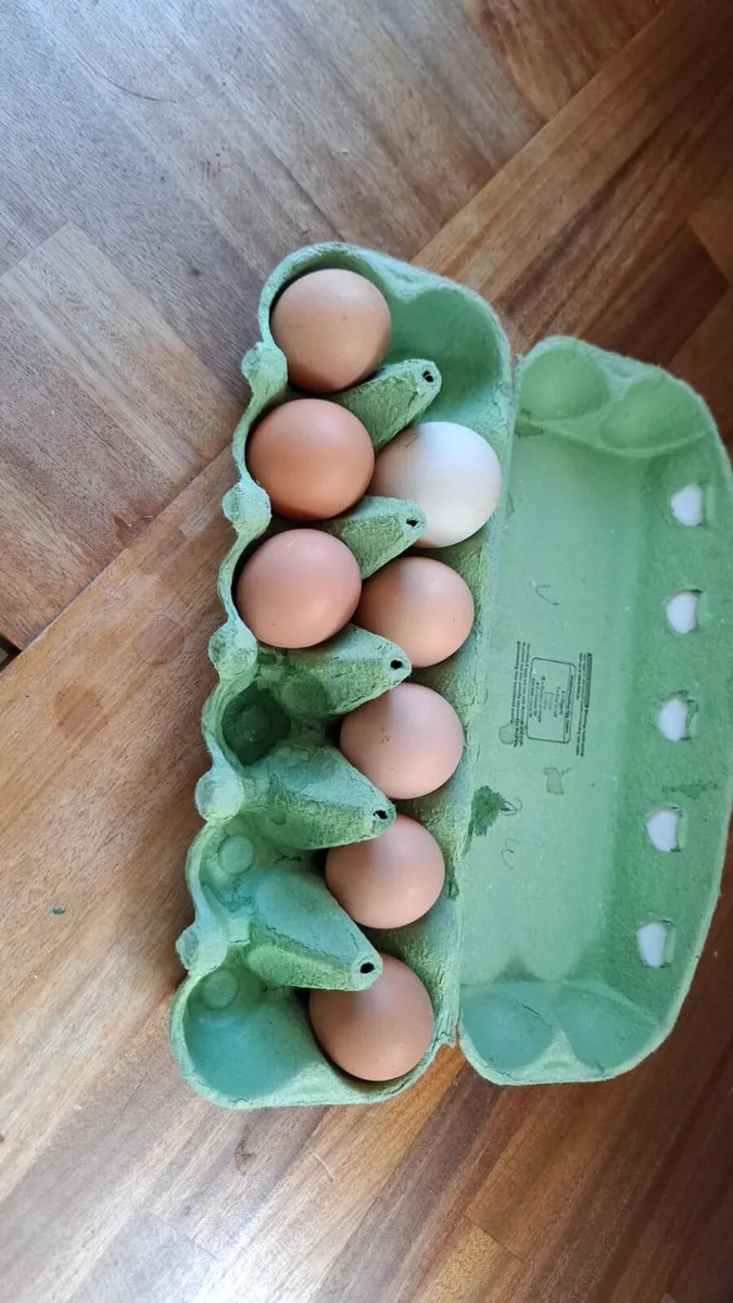 Chicks and Fertile eggs - Image 2