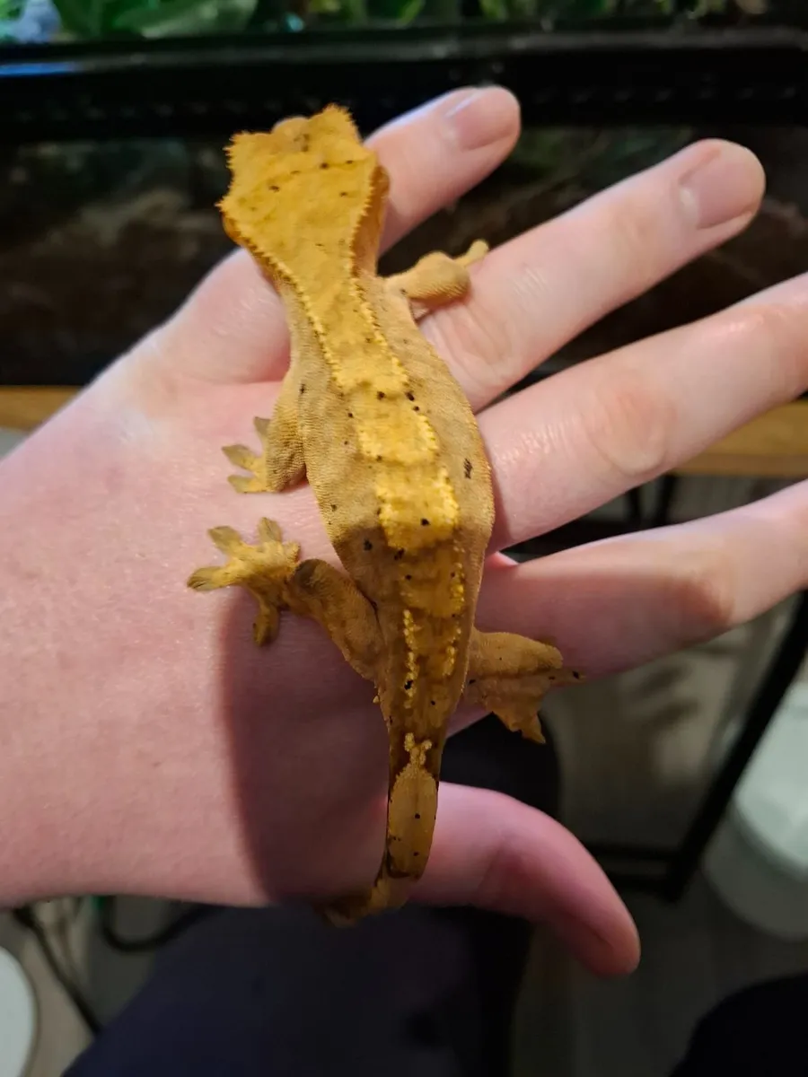 Crested geckos - Image 2