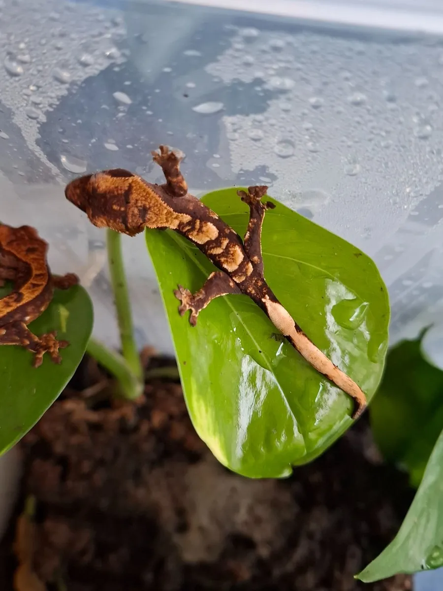 Crested geckos - Image 3