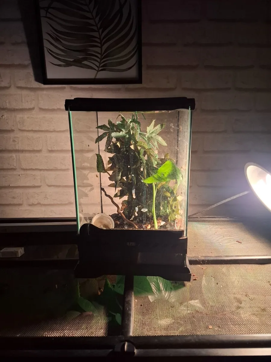 Crested geckos - Image 4