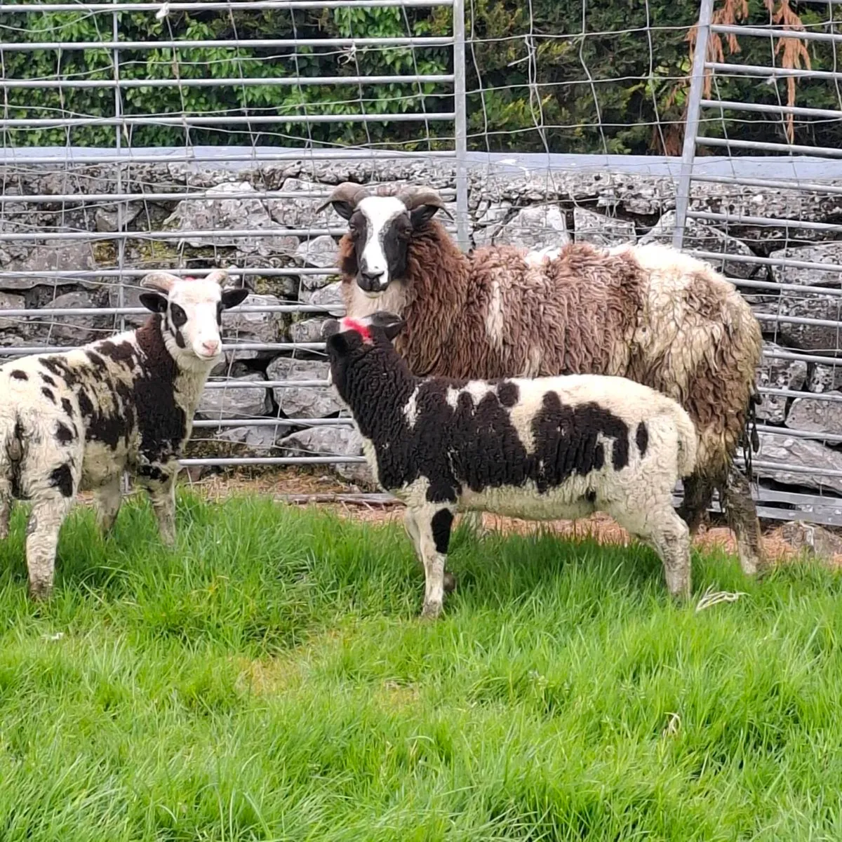 Jacob Ewes and Lambs - Image 2