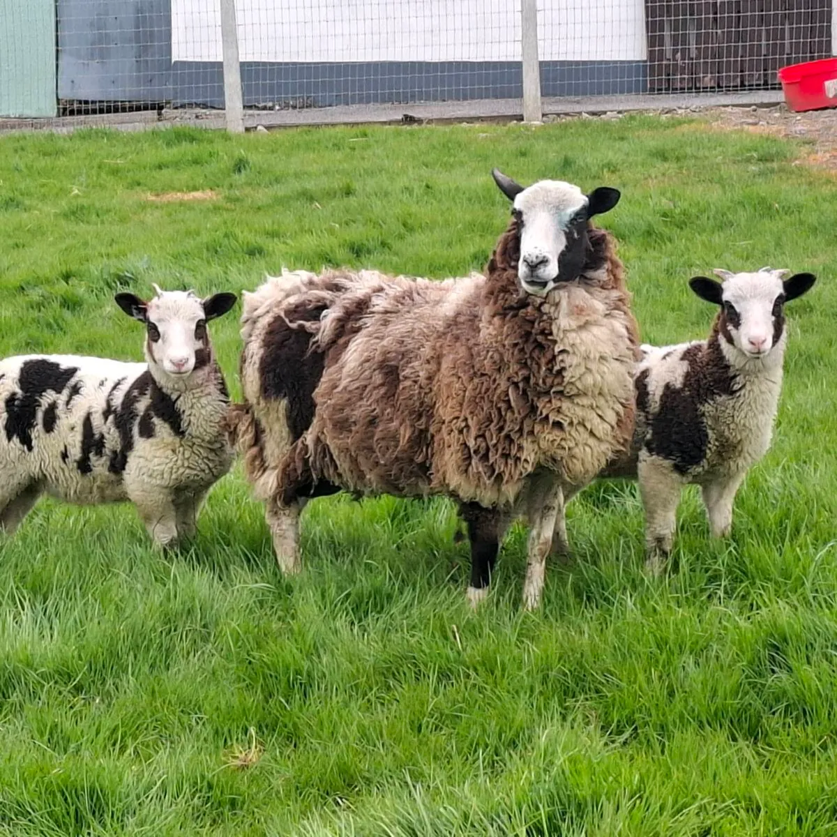 Jacob Ewes and Lambs - Image 3