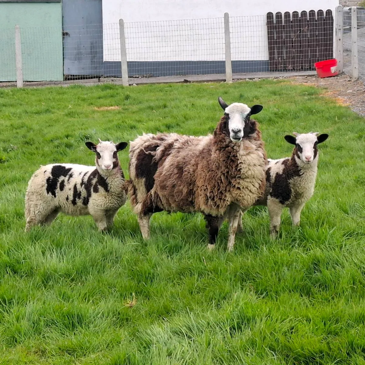 Jacob Ewes and Lambs - Image 4