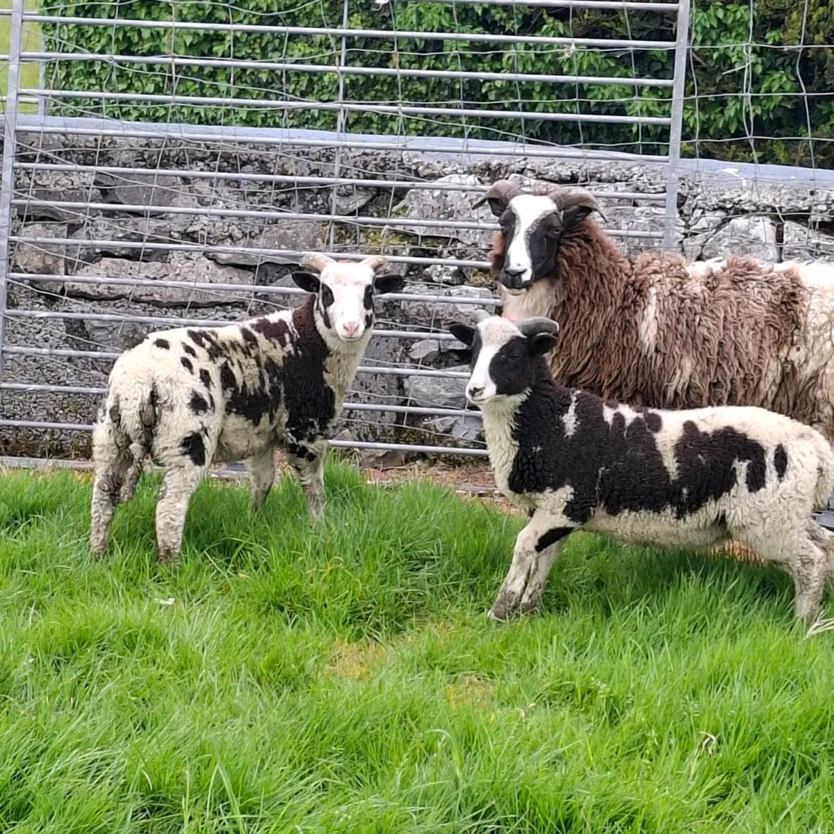 Jacob Ewes and Lambs - Image 1