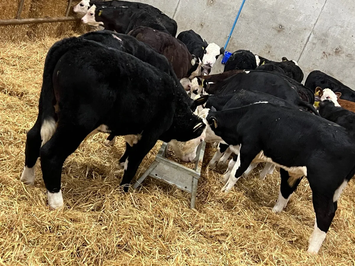 HEREFORD BULLS - Image 2