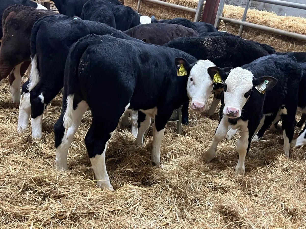 HEREFORD BULLS - Image 3