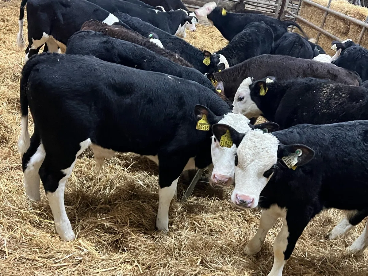 HEREFORD BULLS - Image 4