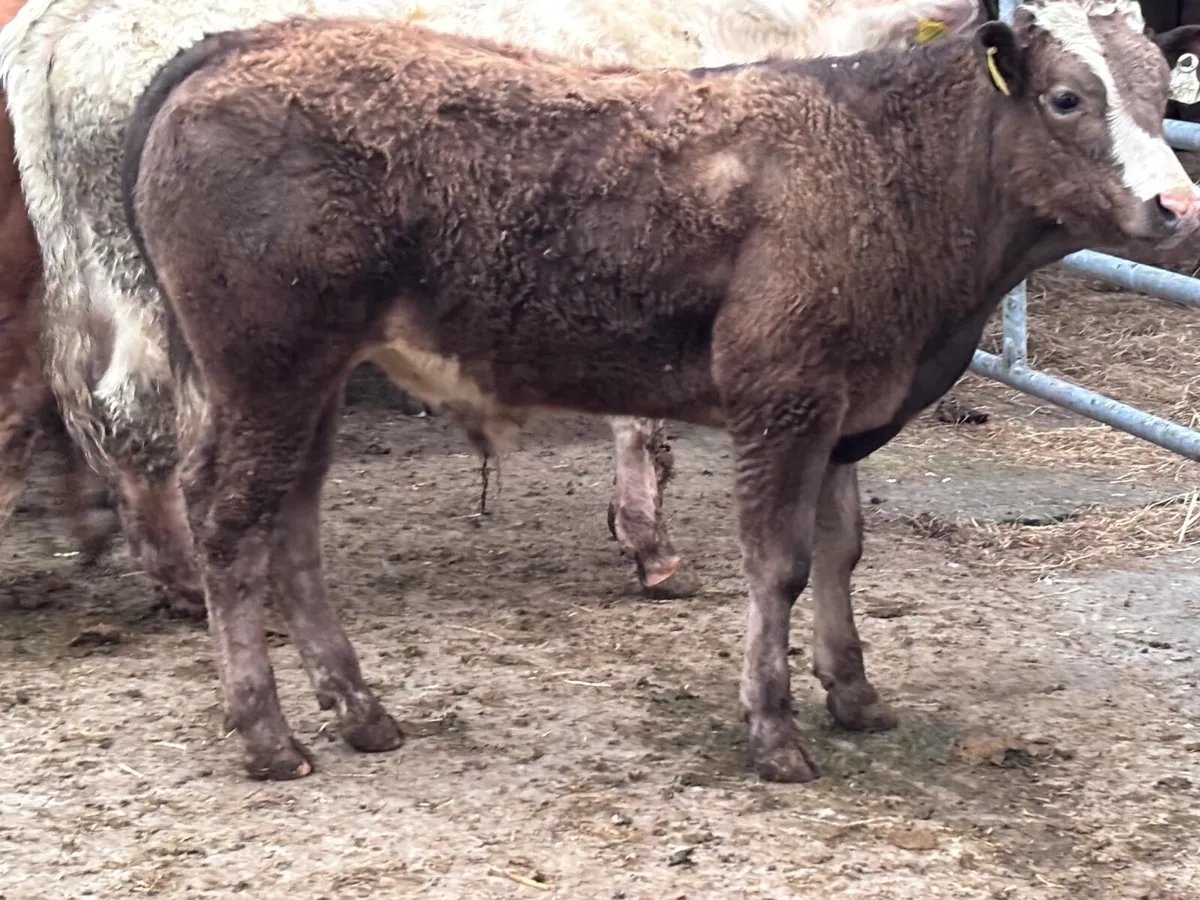 4 suckler bred bull Weanlings for sale - Image 2