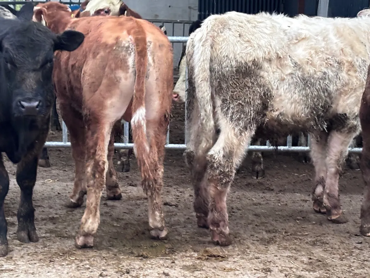 4 suckler bred bull Weanlings for sale - Image 3