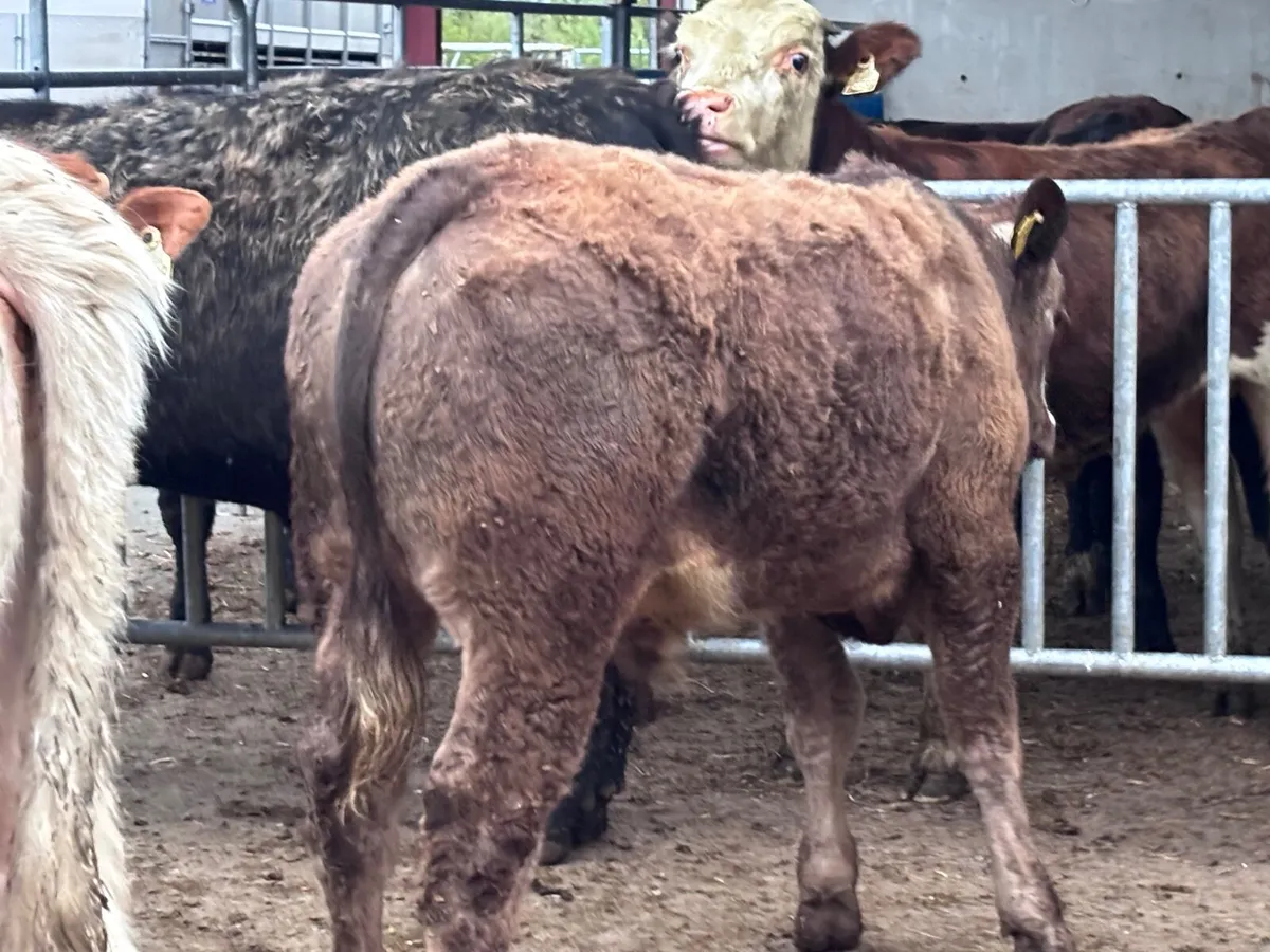 4 suckler bred bull Weanlings for sale - Image 1