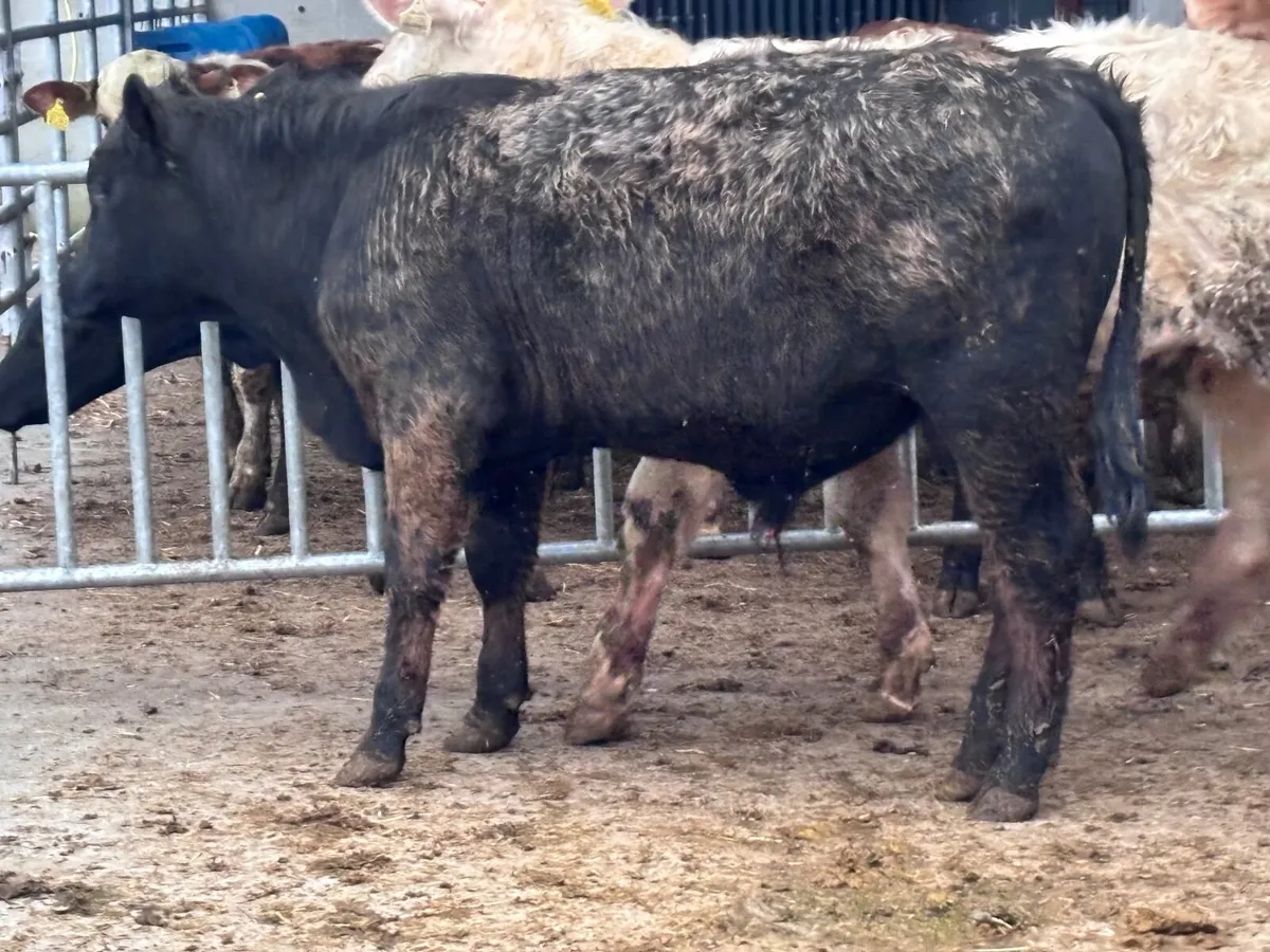 4 suckler bred bull Weanlings for sale - Image 4