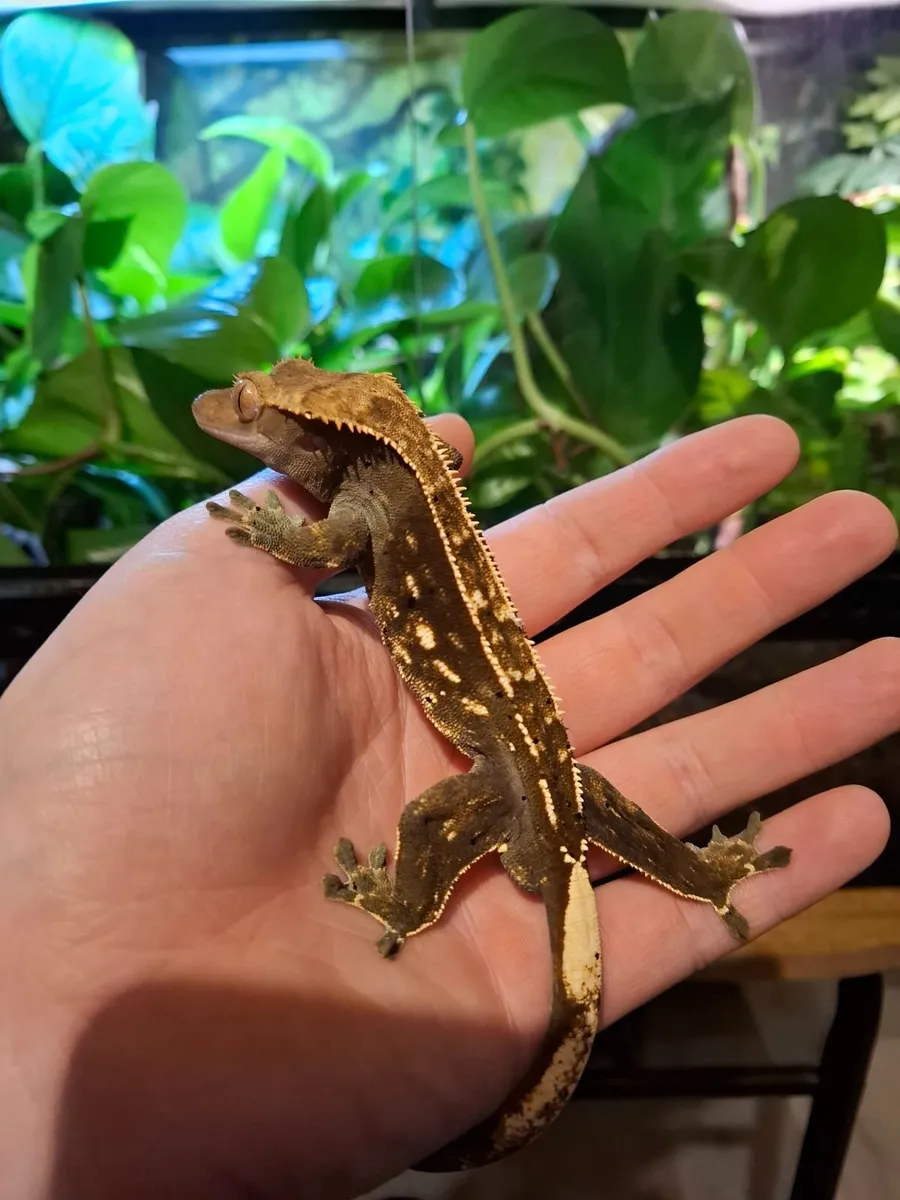 Crested geckos - Image 1