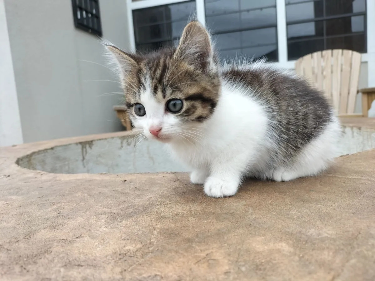 Kittens - Image 2