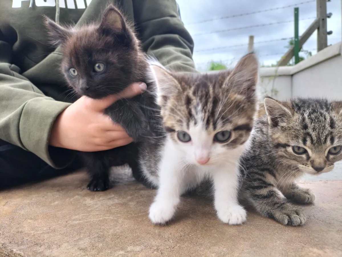 Kittens - Image 3