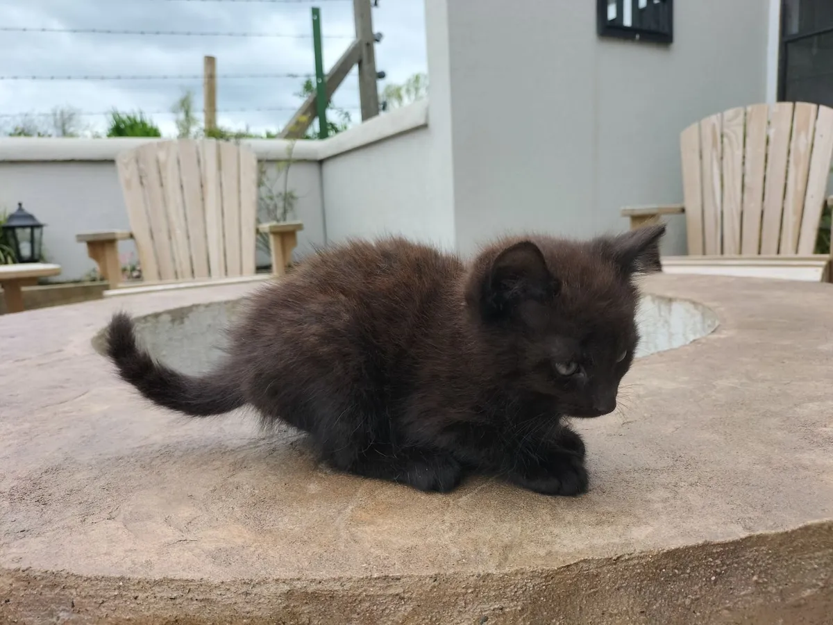 Kittens - Image 4