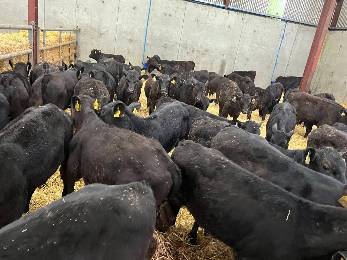 80 Aberdeen Angus Bulls - Image 1