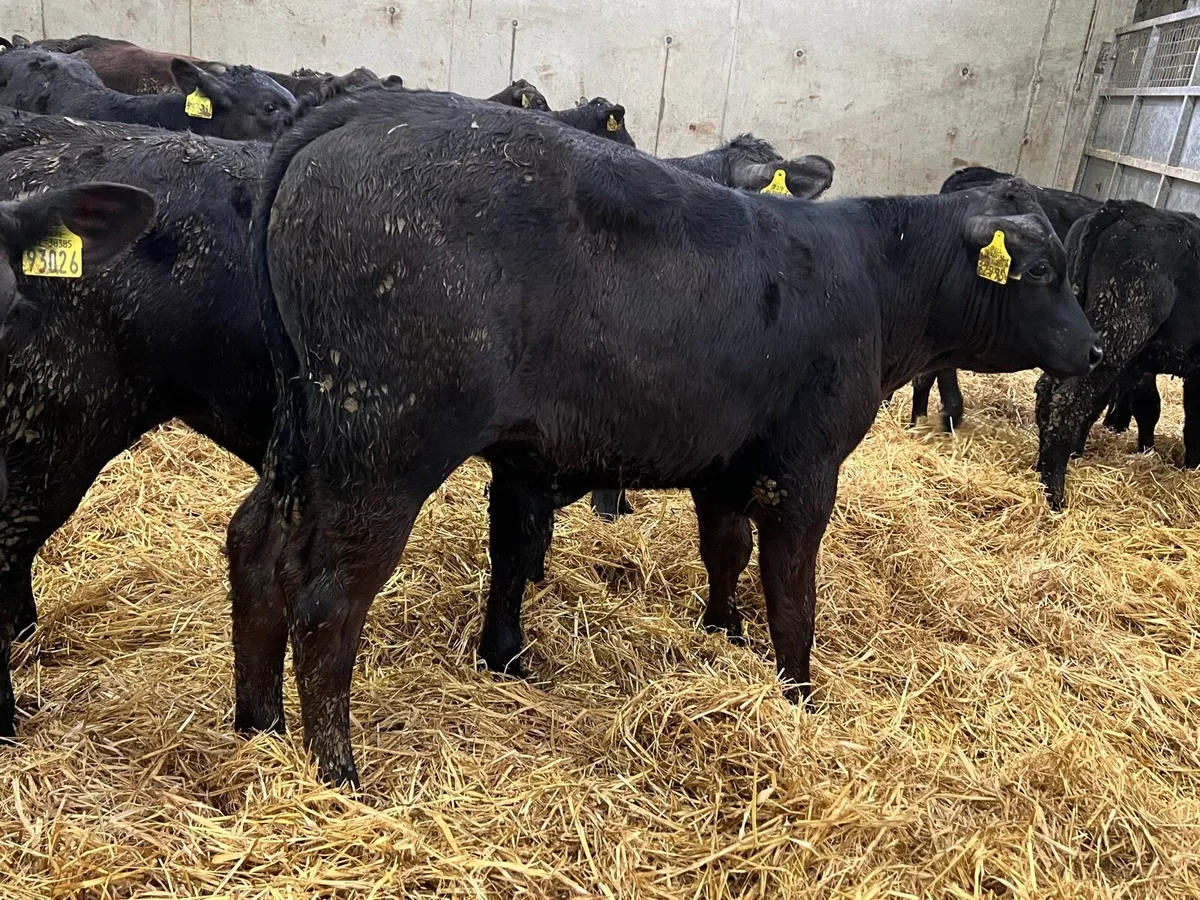 80 Aberdeen Angus Bulls - Image 2